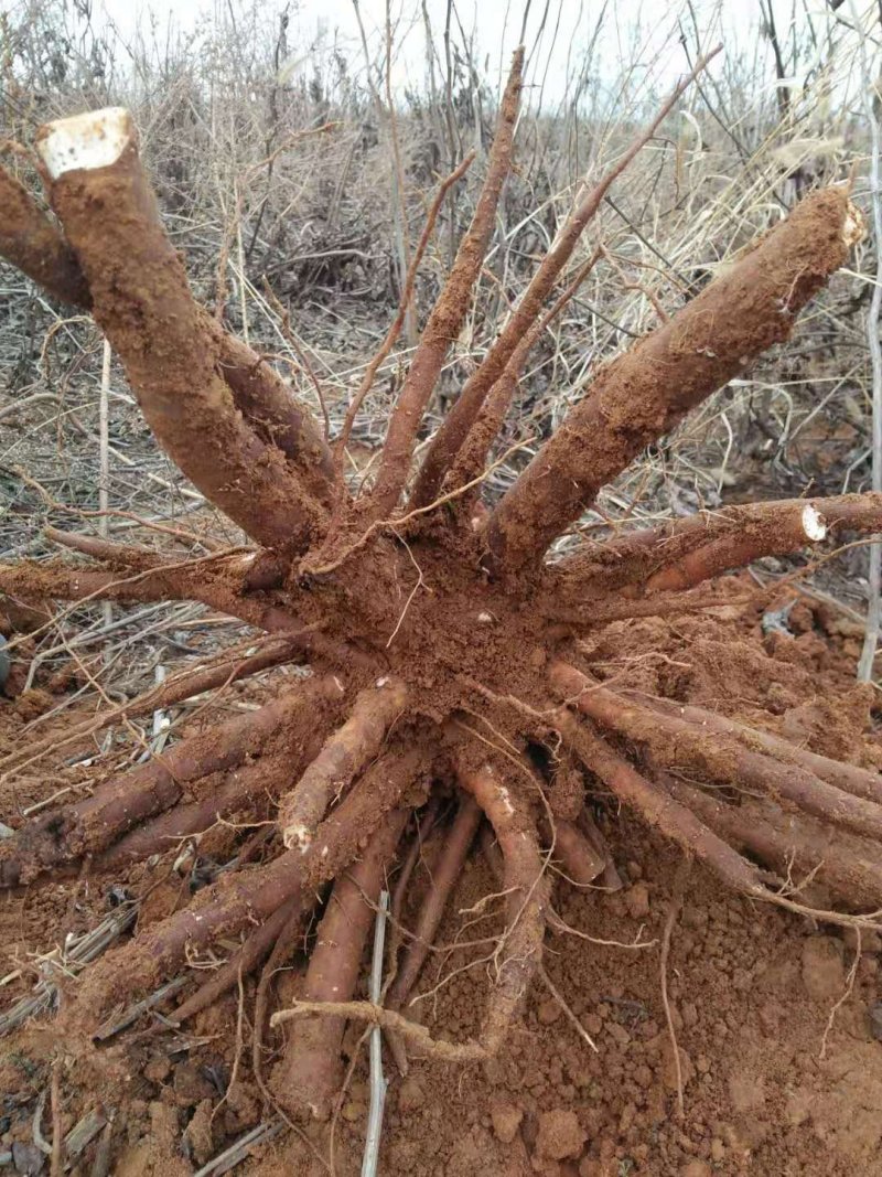 芍药鲜货，芍药种苗