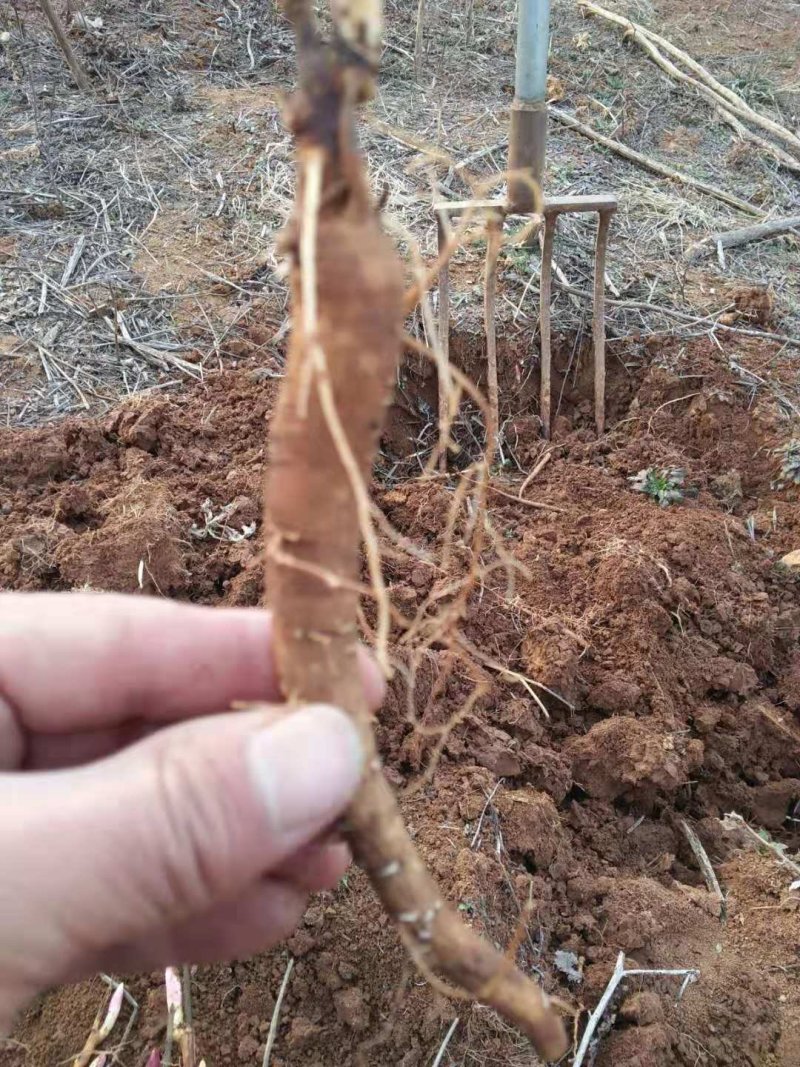 芍药鲜货，芍药种苗