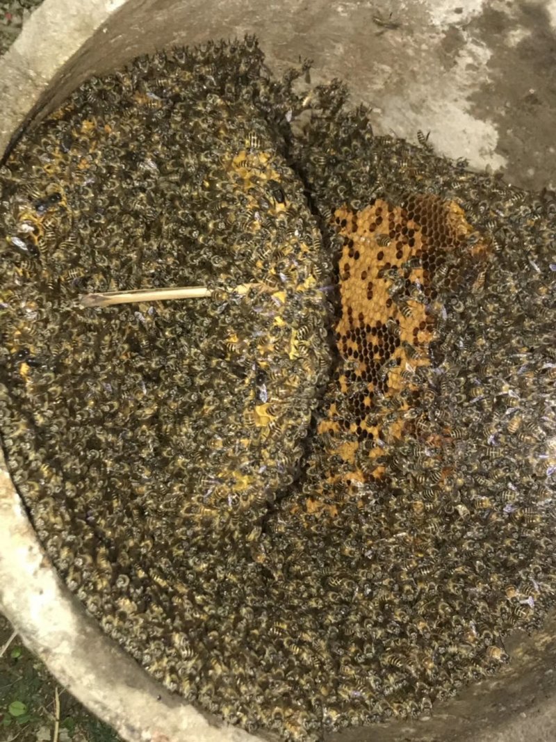 土蜂蜜纯天然农家自产野生正宗百花蜜1斤装