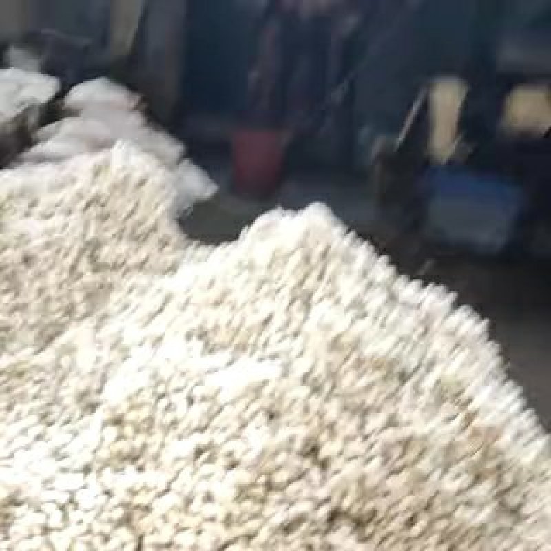 供应剥光干光双宫蚕茧，单茧，艺术削口茧，双宫茧黄金茧，