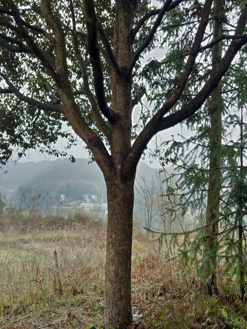 香樟树。