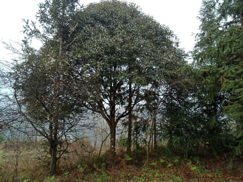 香樟树。
