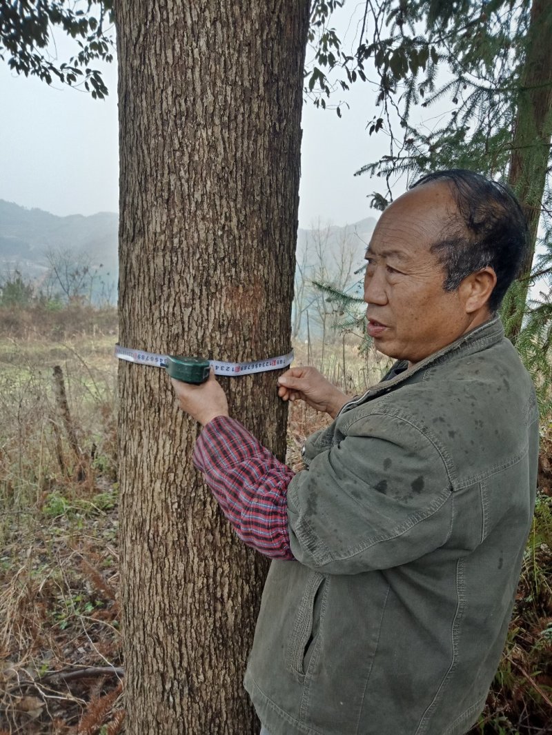 香樟树。