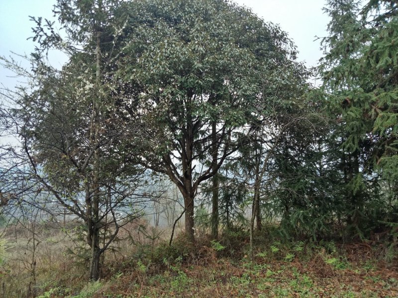 香樟树。