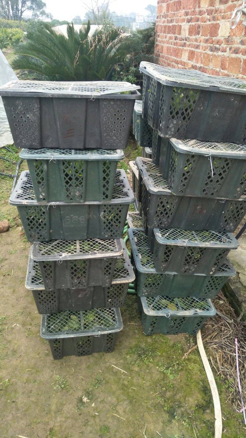 黄金果苗