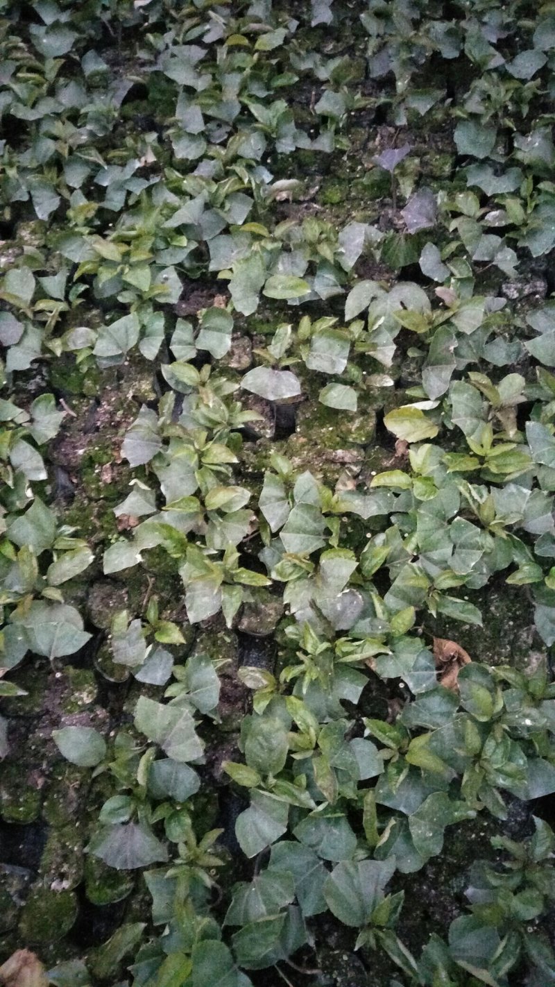 黄金果苗