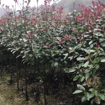 红叶石楠树苗，成活率高，质量好，基地直销