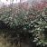 红叶石楠树苗，成活率高，质量好，基地直销