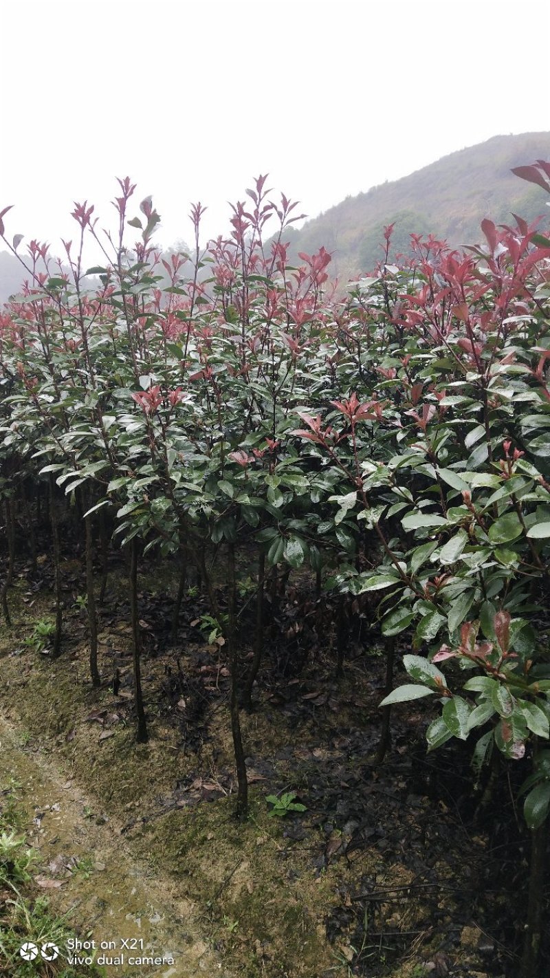 红叶石楠树苗，成活率高，质量好，基地直销
