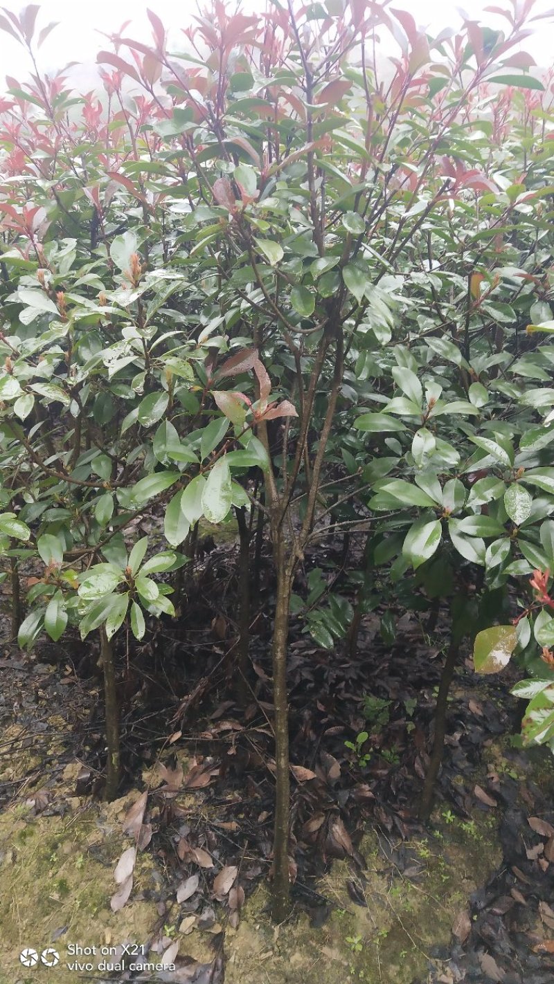 红叶石楠树苗，成活率高，质量好，基地直销