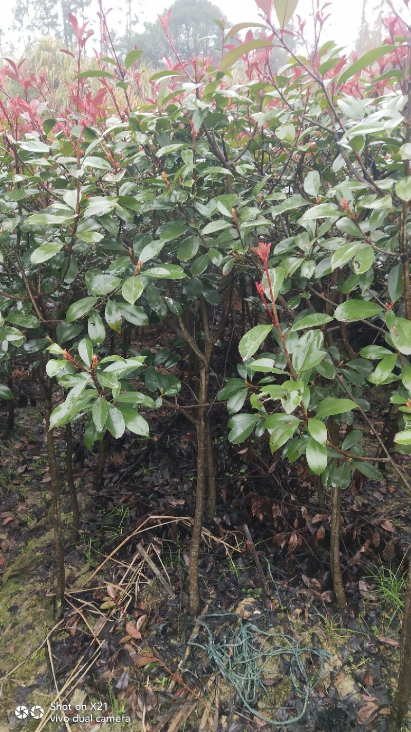 红叶石楠树苗，成活率高，质量好，基地直销