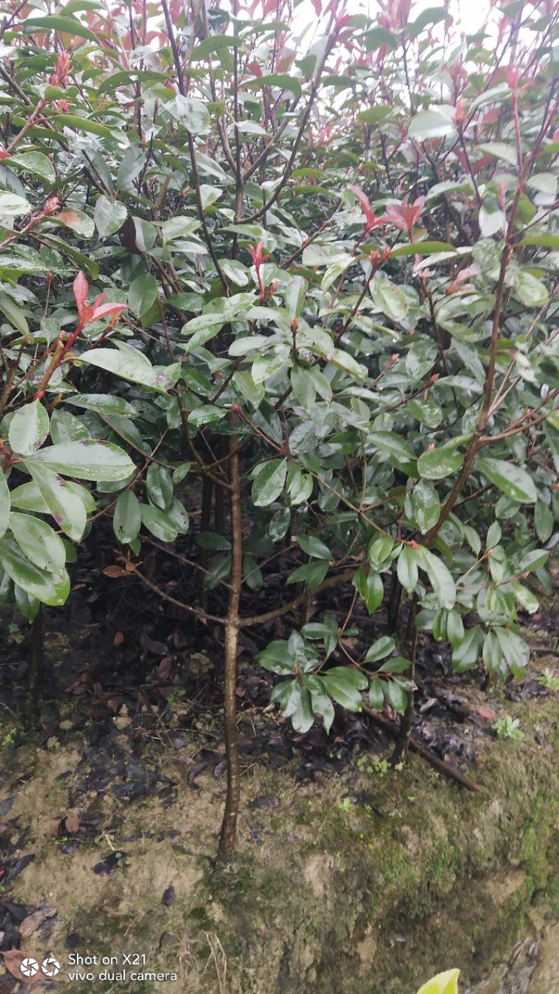 红叶石楠树苗，成活率高，质量好，基地直销