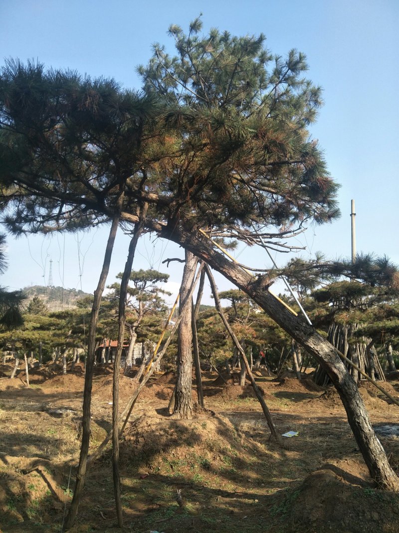 造型黑松油松松