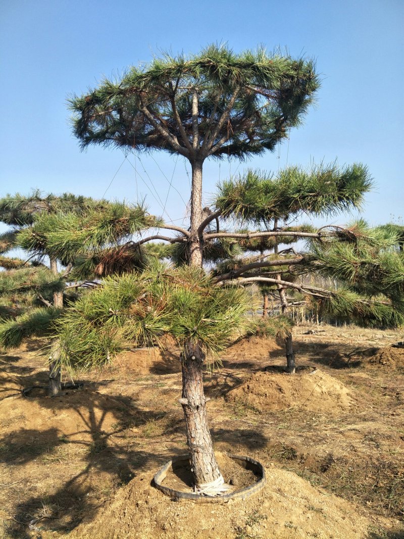 造型黑松油松松