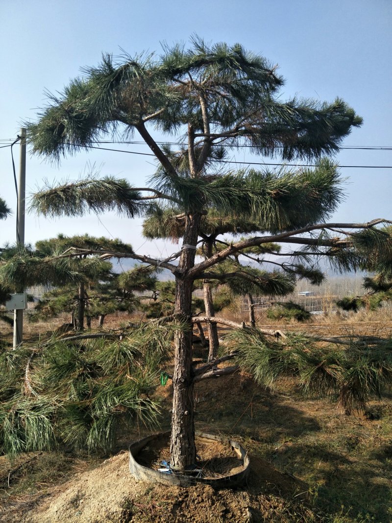 造型黑松油松松