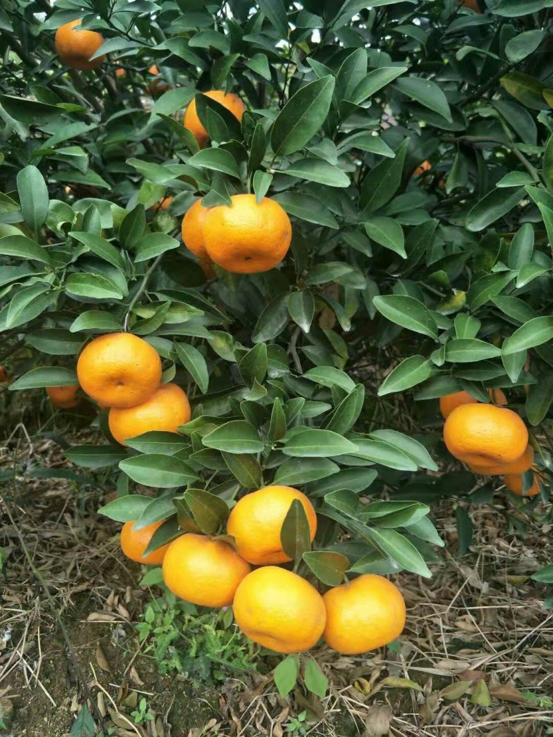 本果场大量上市超甜年桔，皮薄肉脆，汁多蜜甜，果结实！