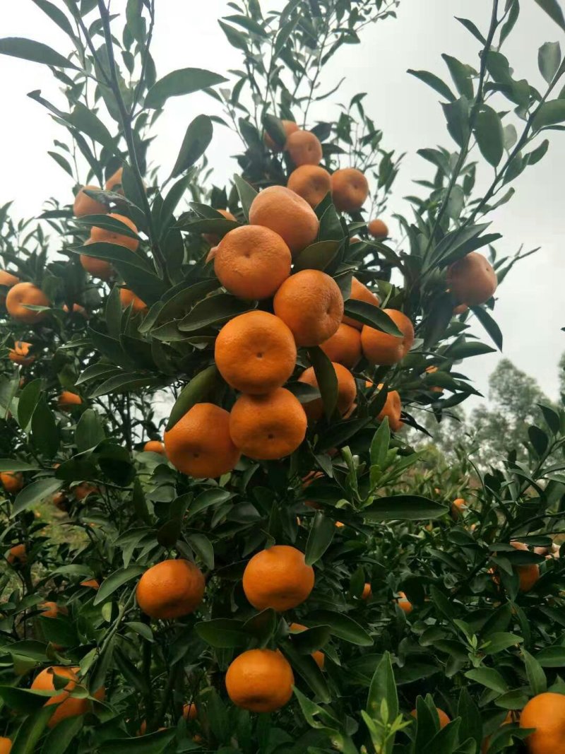 本果场大量上市超甜年桔，皮薄肉脆，汁多蜜甜，果结实！