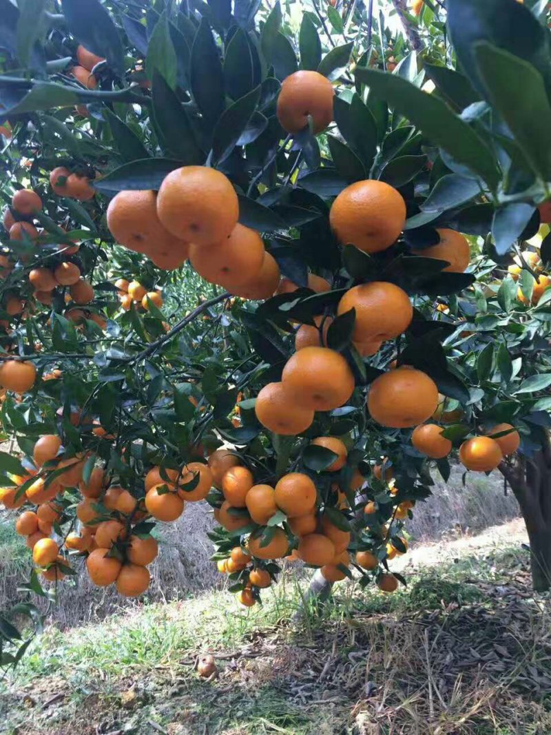 本果场大量上市超甜年桔，皮薄肉脆，汁多蜜甜，果结实！
