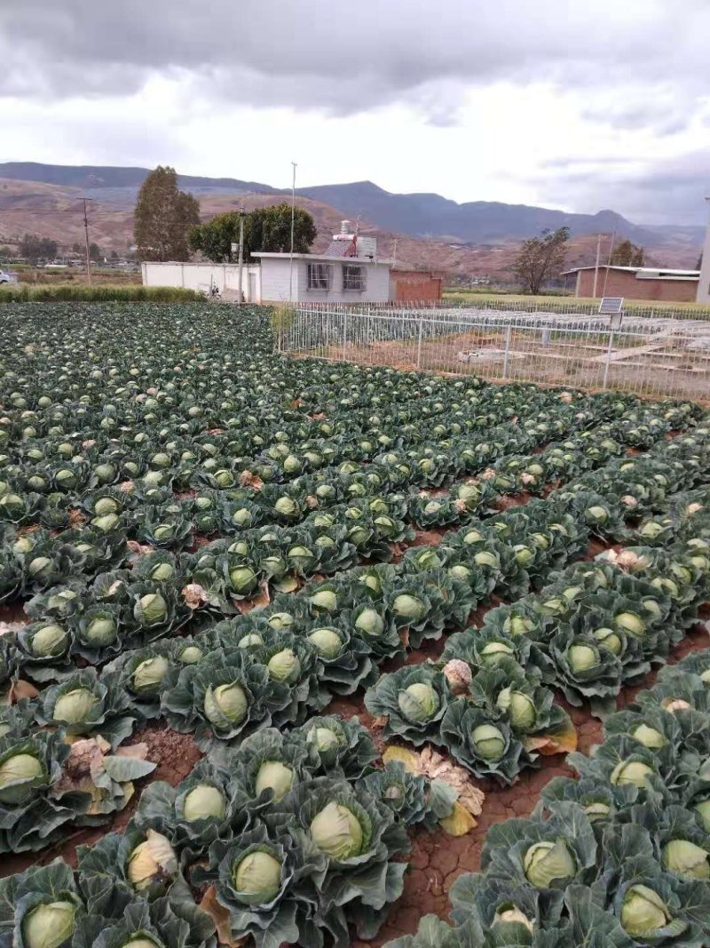 云南精品小铁头，甘蓝包菜，小包菜平顶场地直供大量有货