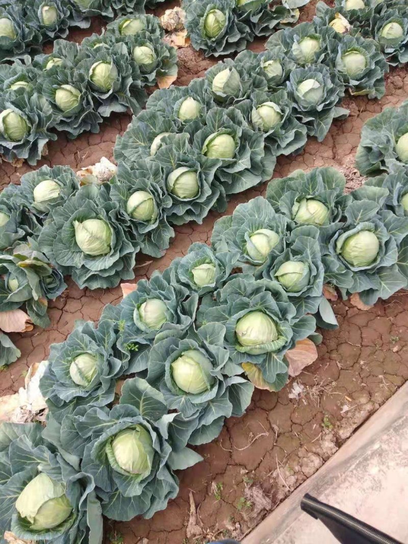 云南精品小铁头，甘蓝包菜，小包菜平顶场地直供大量有货