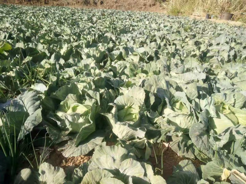 云南精品小铁头，甘蓝包菜，小包菜平顶场地直供大量有货