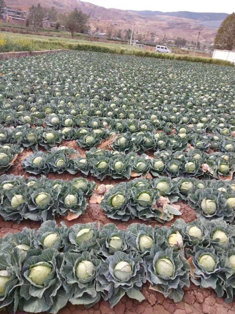 云南精品小铁头，甘蓝包菜，小包菜平顶场地直供大量有货