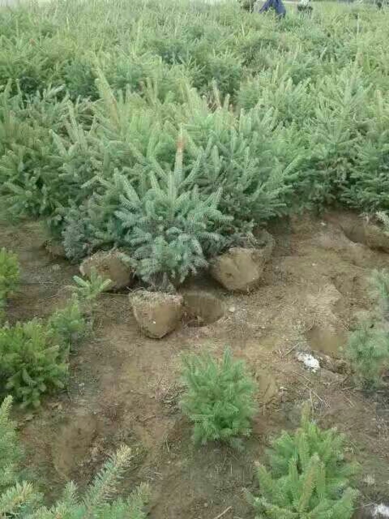 常年出售云杉.油松各种规格苗木