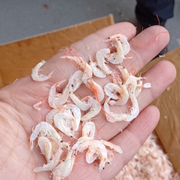 虾皮