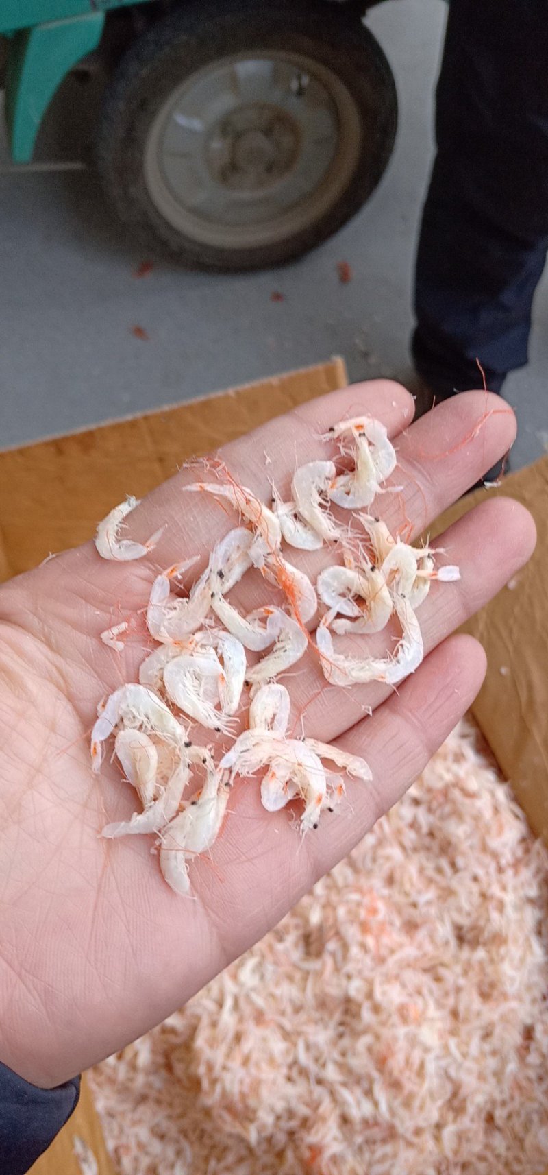 虾皮