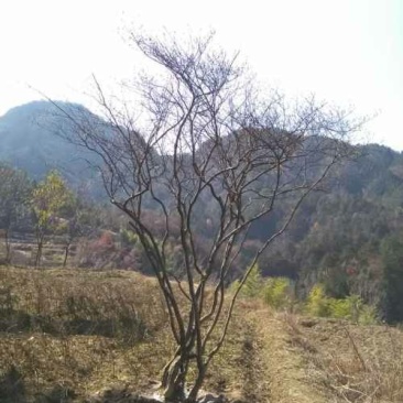 映山红