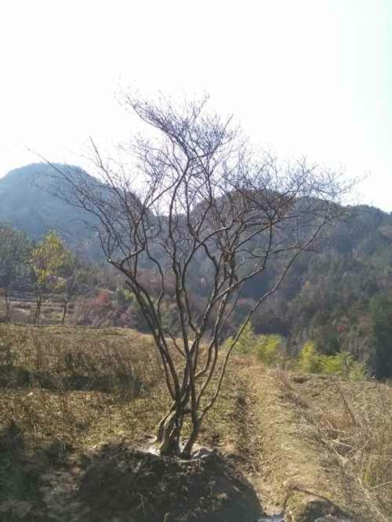 映山红