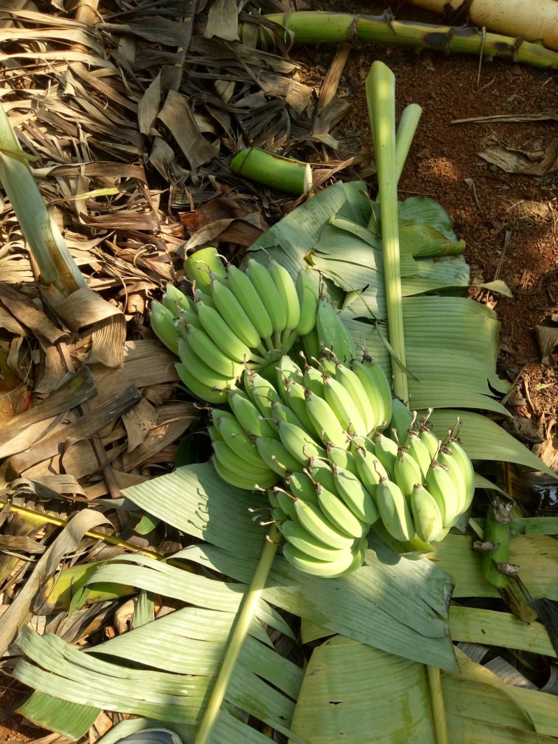 徐闻粉蕉广东省徐闻县精品粉蕉八分熟无黑点货源充足质量保证