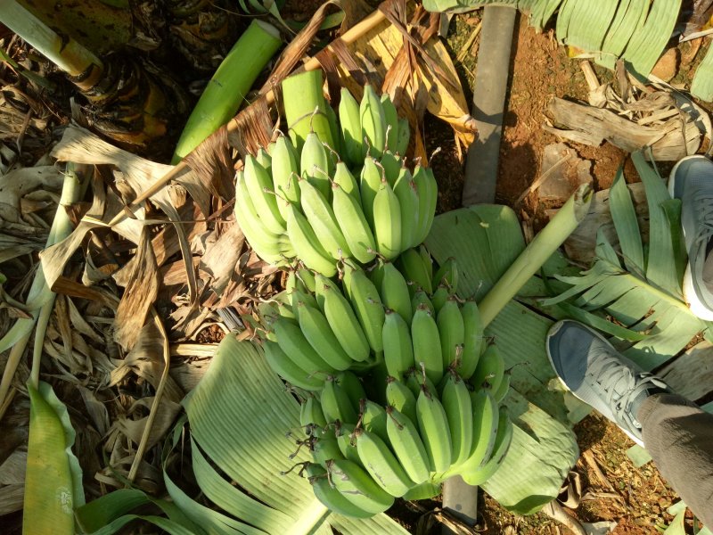 徐闻粉蕉广东省徐闻县精品粉蕉八分熟无黑点货源充足质量保证