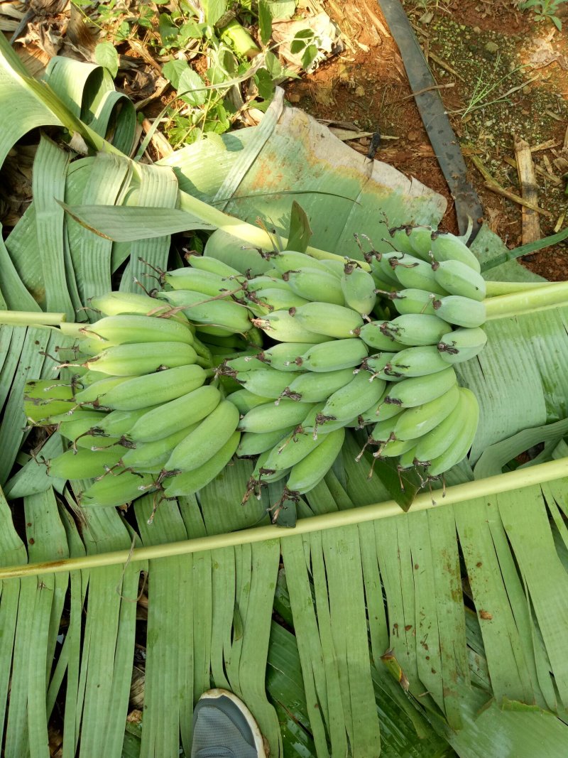 徐闻粉蕉广东省徐闻县精品粉蕉八分熟无黑点货源充足质量保证