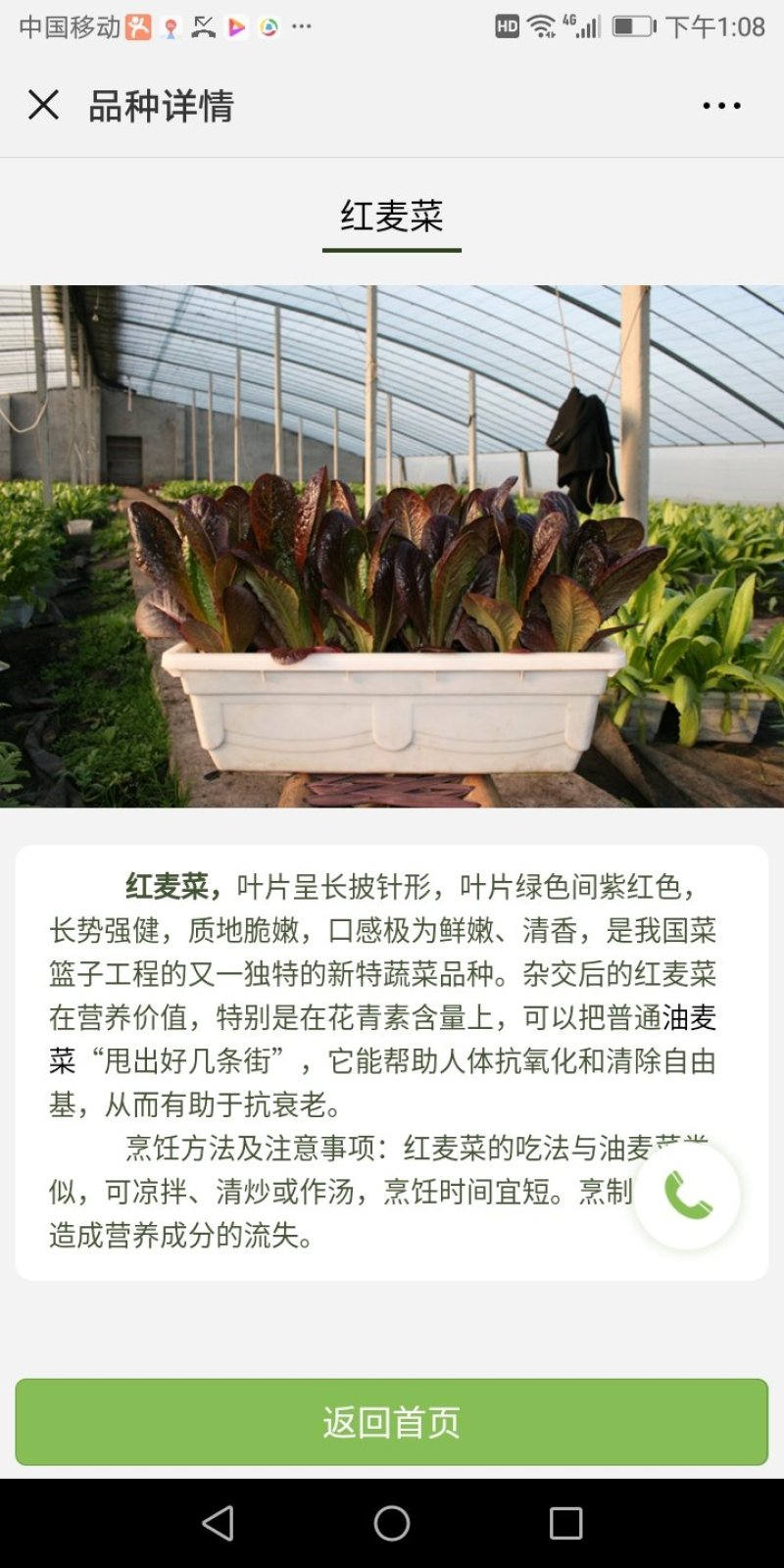 盆栽有机菜