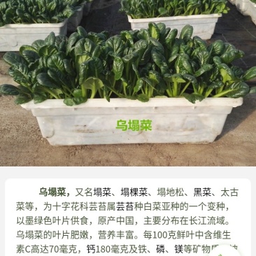 盆栽有机菜