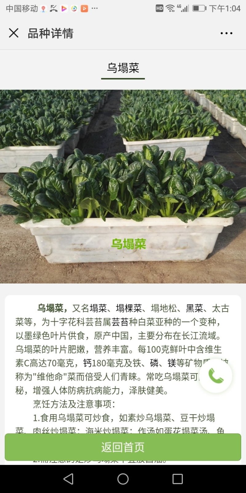 盆栽有机菜