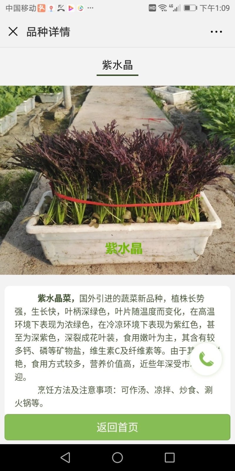 盆栽有机菜