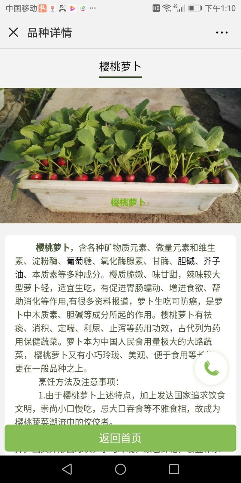 盆栽有机菜