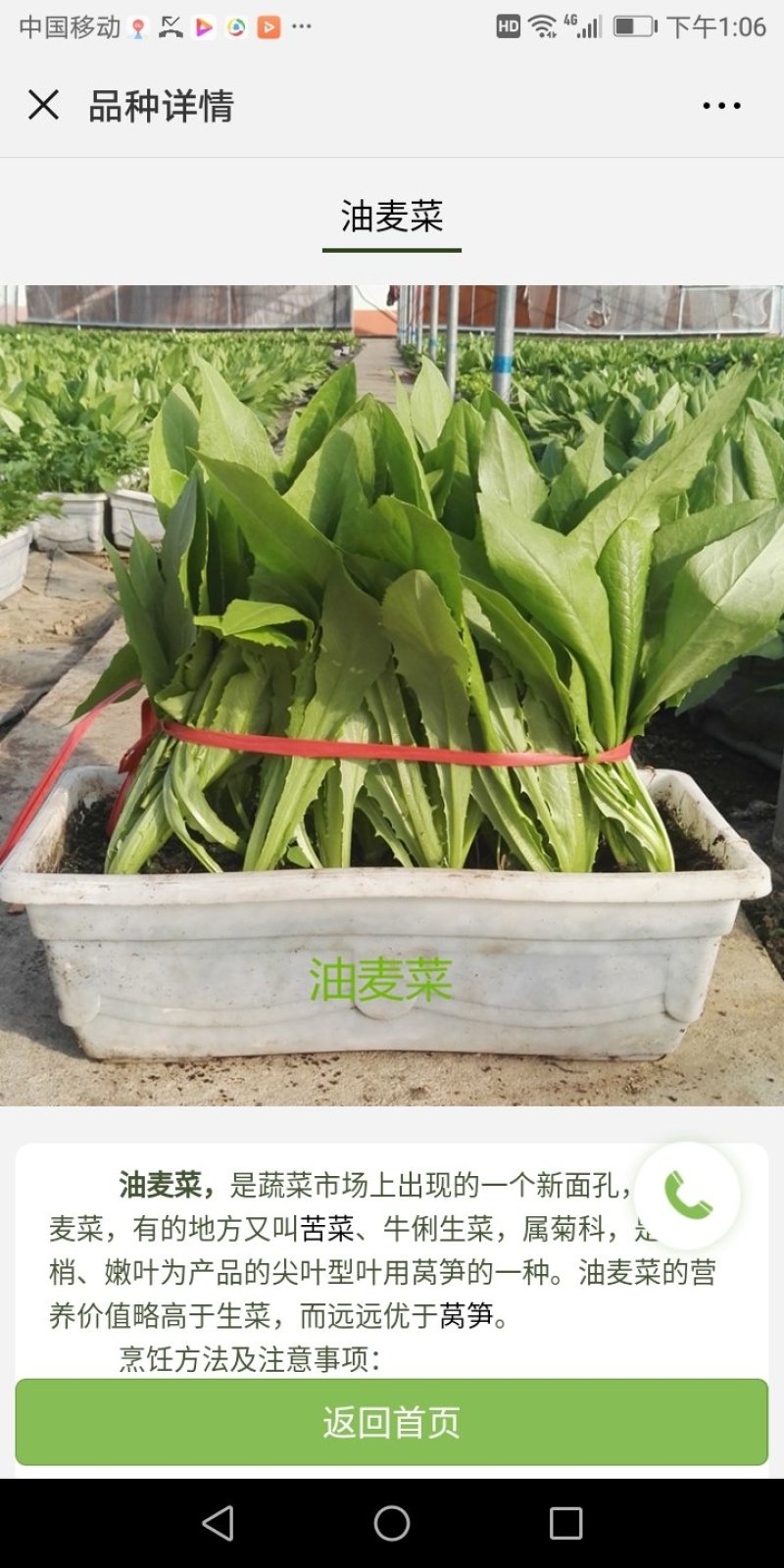 盆栽有机菜