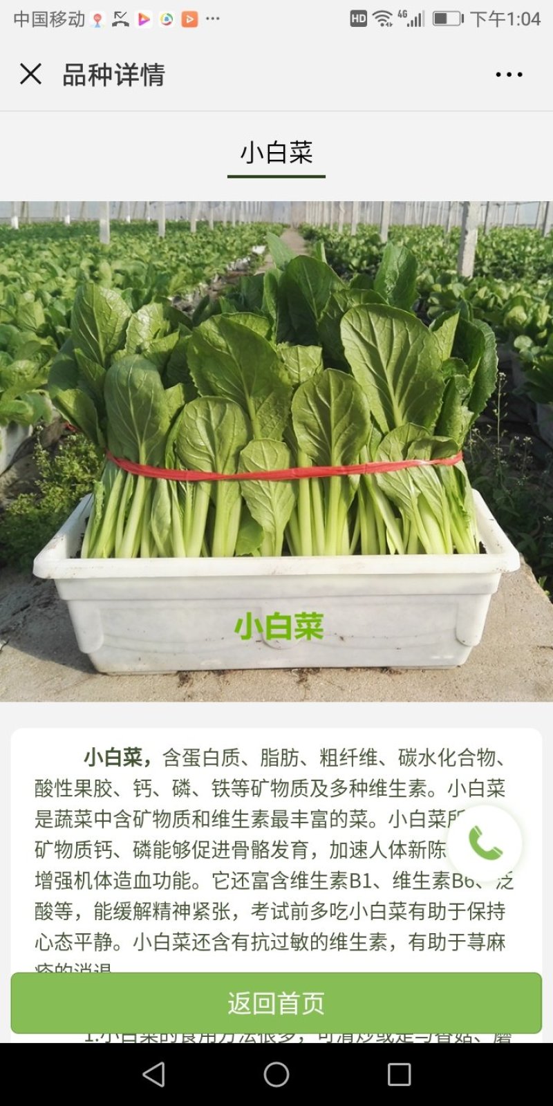 盆栽有机菜