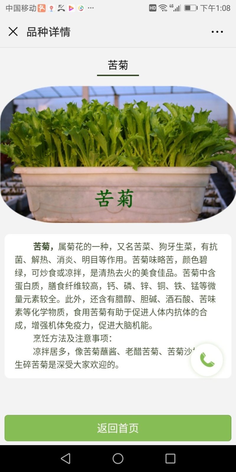 盆栽有机菜