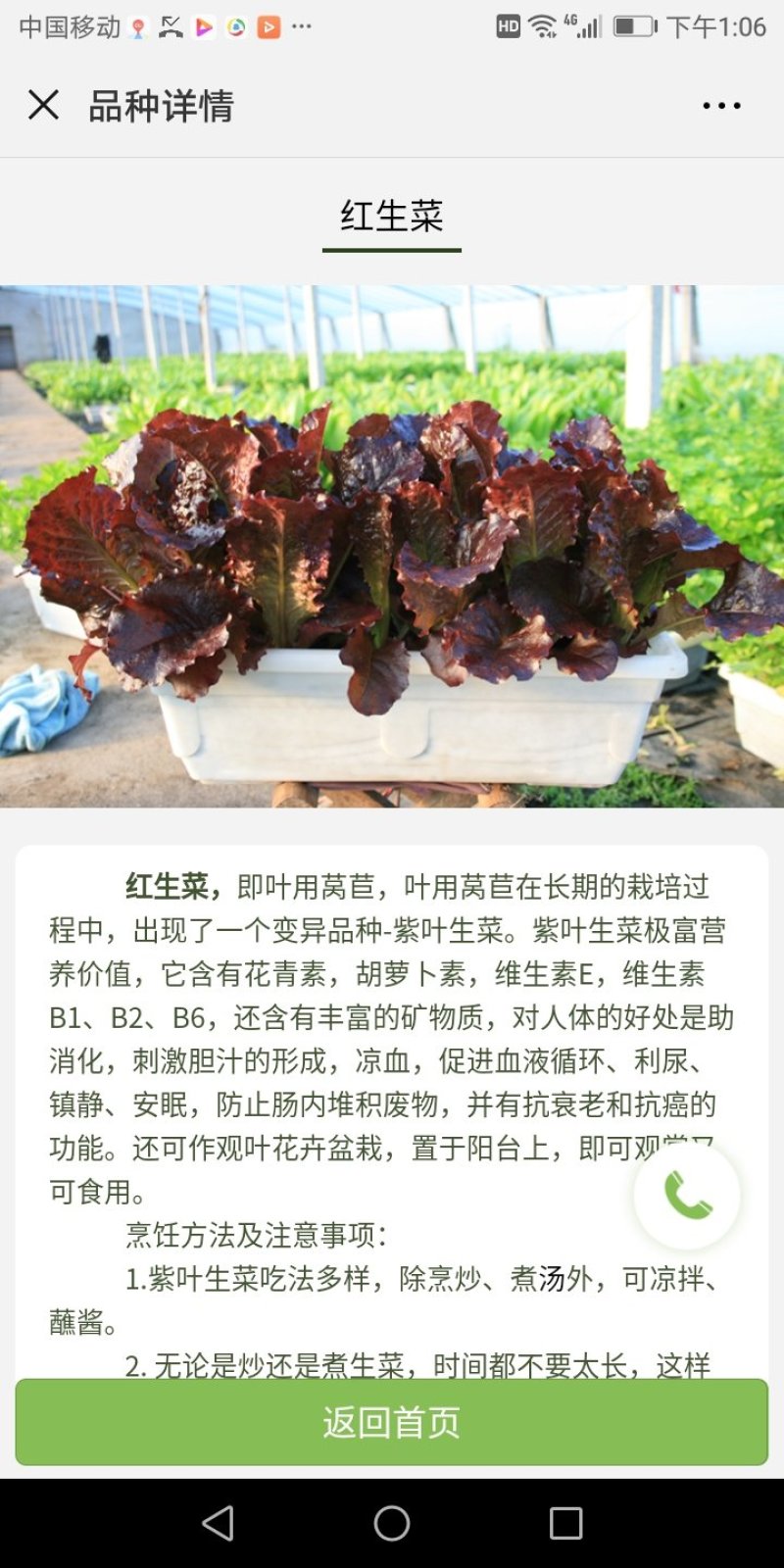 盆栽有机菜