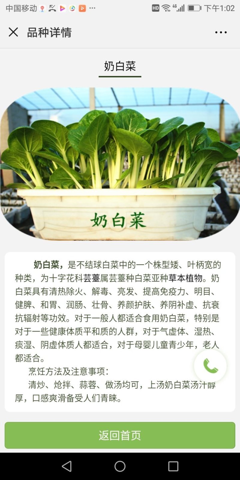 盆栽有机菜