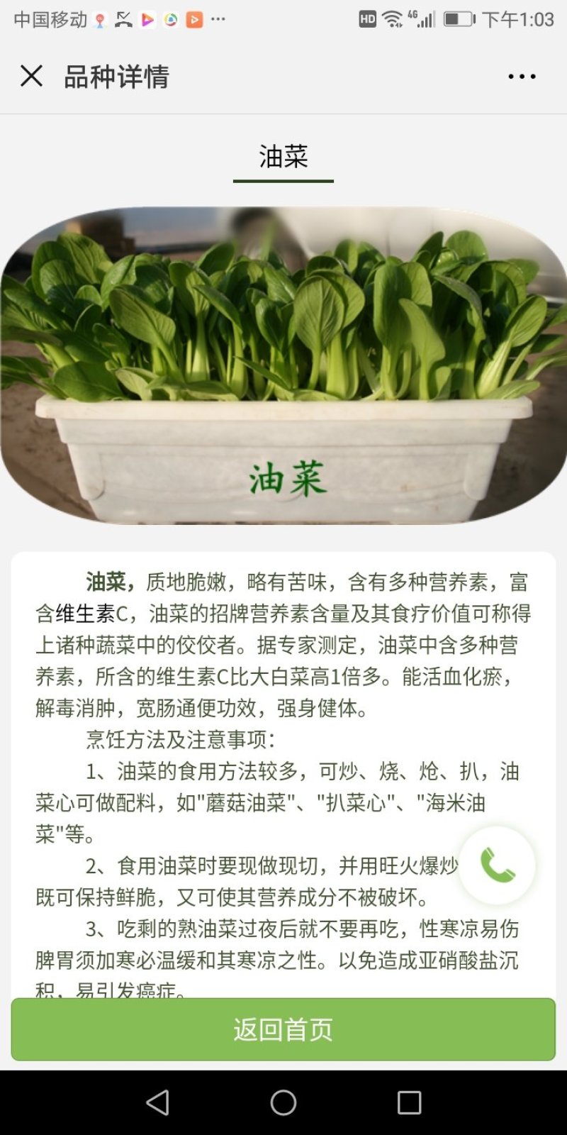 盆栽有机菜