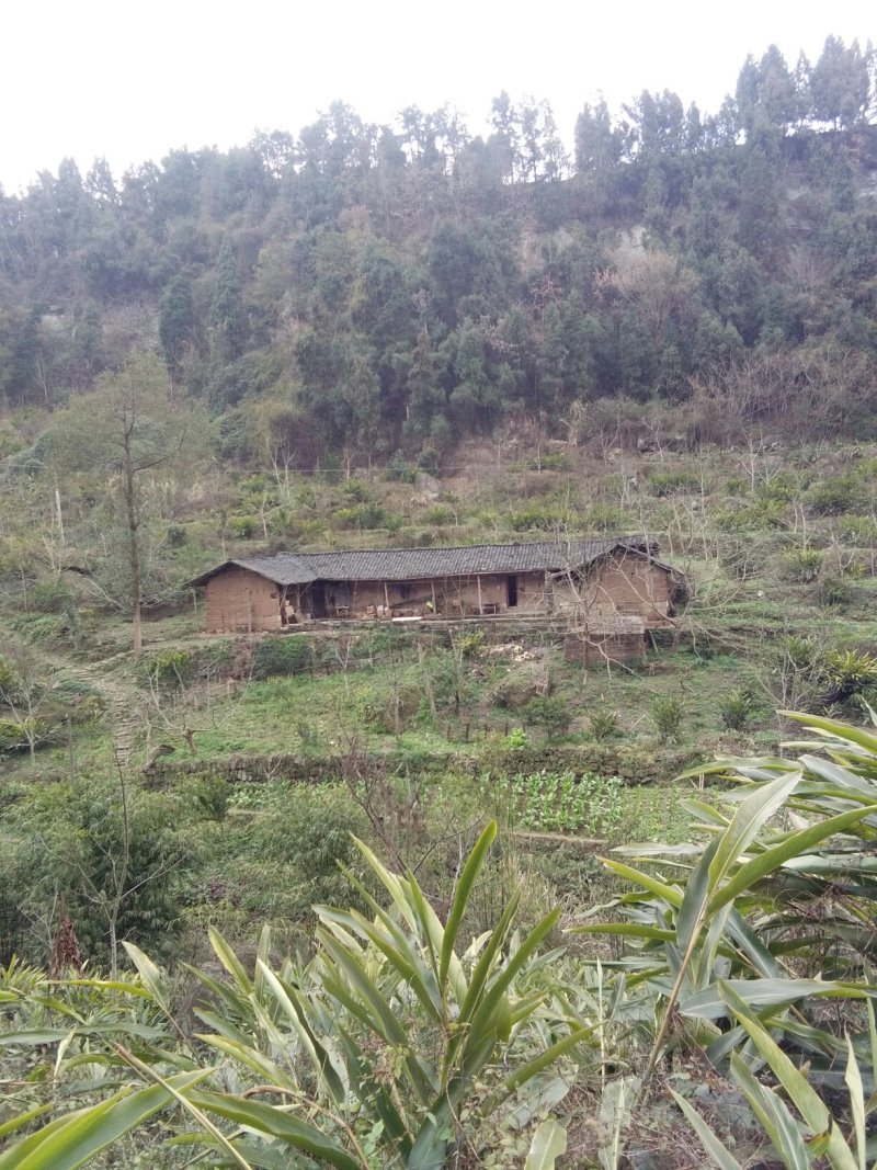 宅基地出租