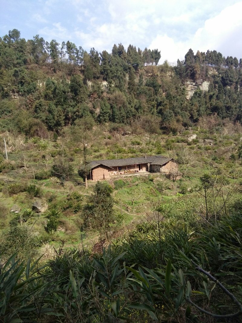 宅基地出租