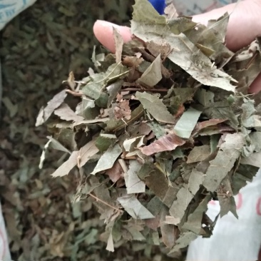 淫羊霍切好