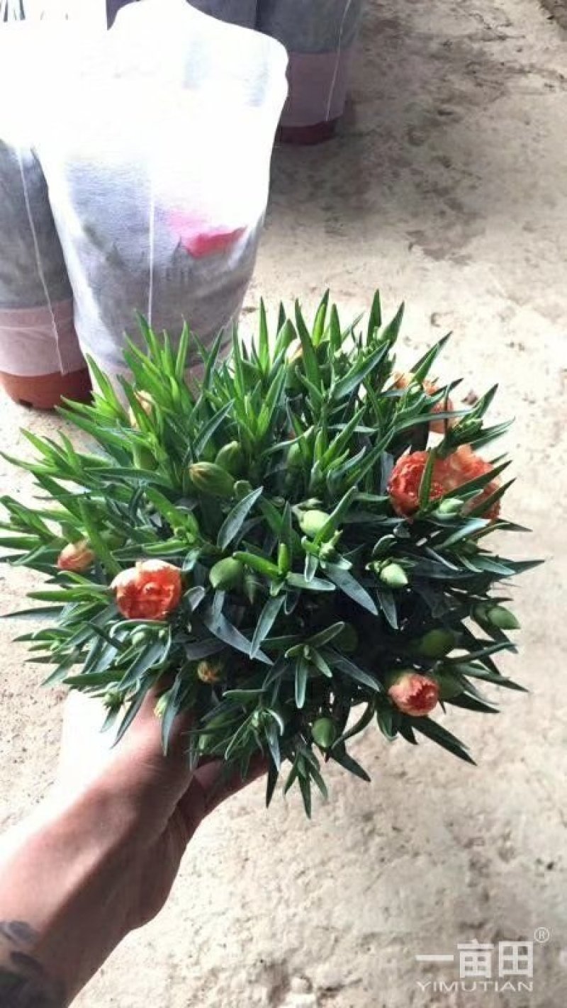 康乃馨