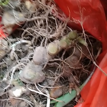 倒苗多花姜型甜黄精，种苗